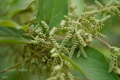 Dioscorea pentaphylla